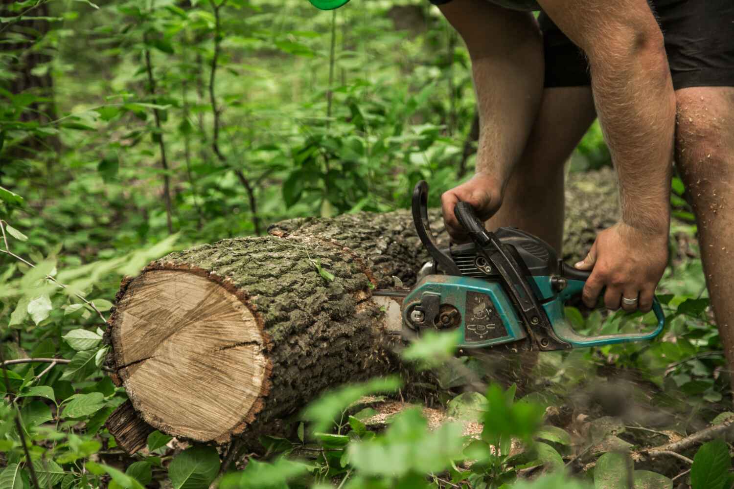 Tree Removal for Businesses in Red Lake, MN